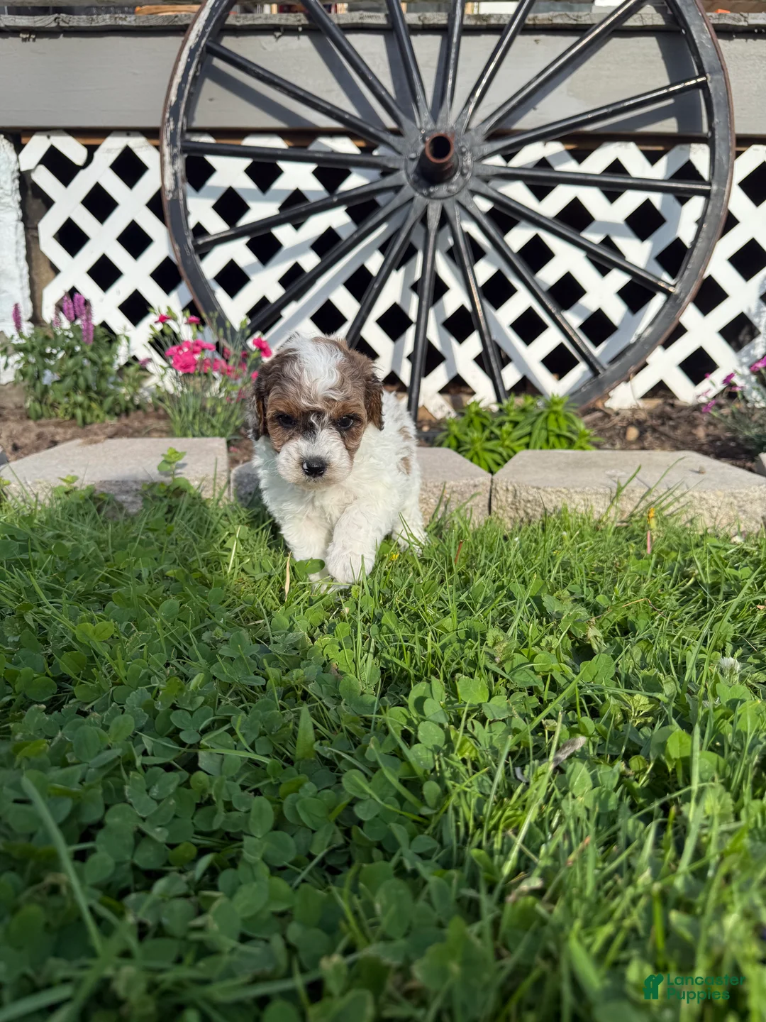 Mini Goldendoodle dogs for sale: Cal - Ad 2