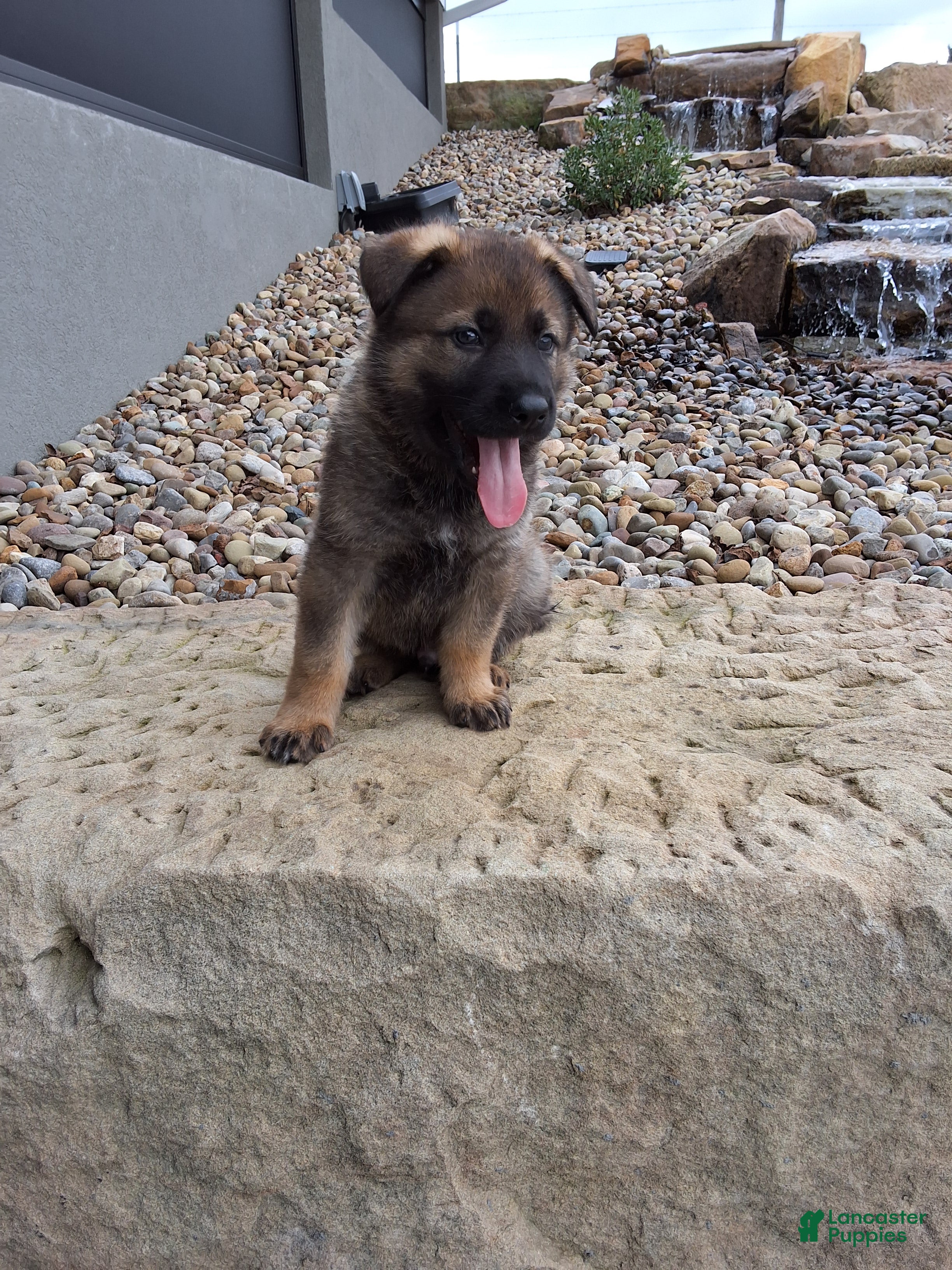 German Shepherd dogs Dodge - Ad 2