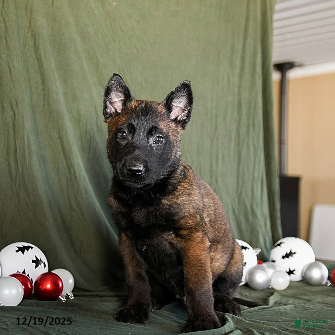 Belgian Malinois dogs for sale: Oscar - Ad 4
