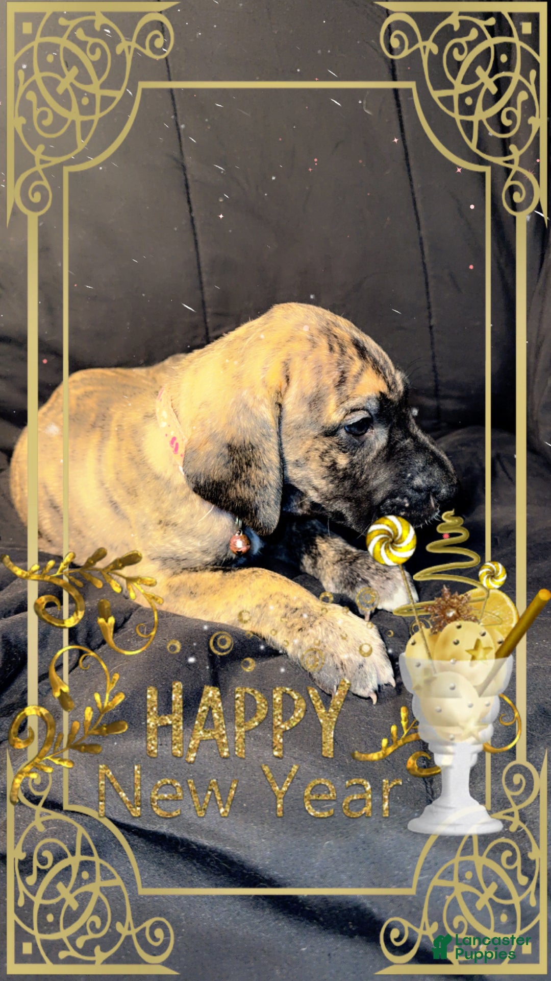 Great Dane dogs for sale: Erica - Ad 7