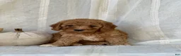 Mini Goldendoodle dogs for sale: Mini Goldendoodle 4 - Ad 14
