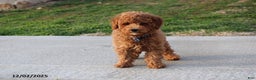 Toy Poodle dogs for sale: Patrick - Ad 2