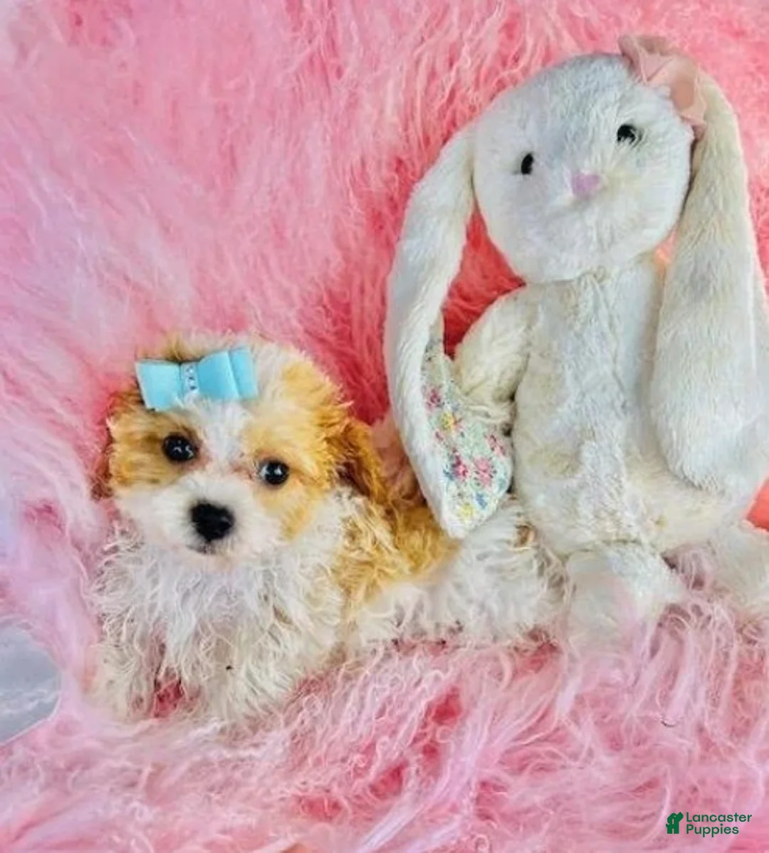 Cavapoo dogs for sale: Cavapoo 1 - Ad 2