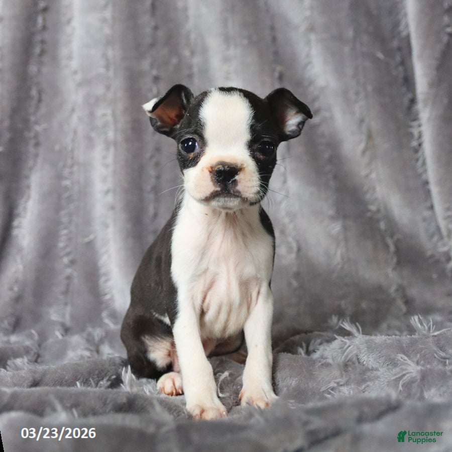 Boston Terrier dogs Ruby - Ad 1