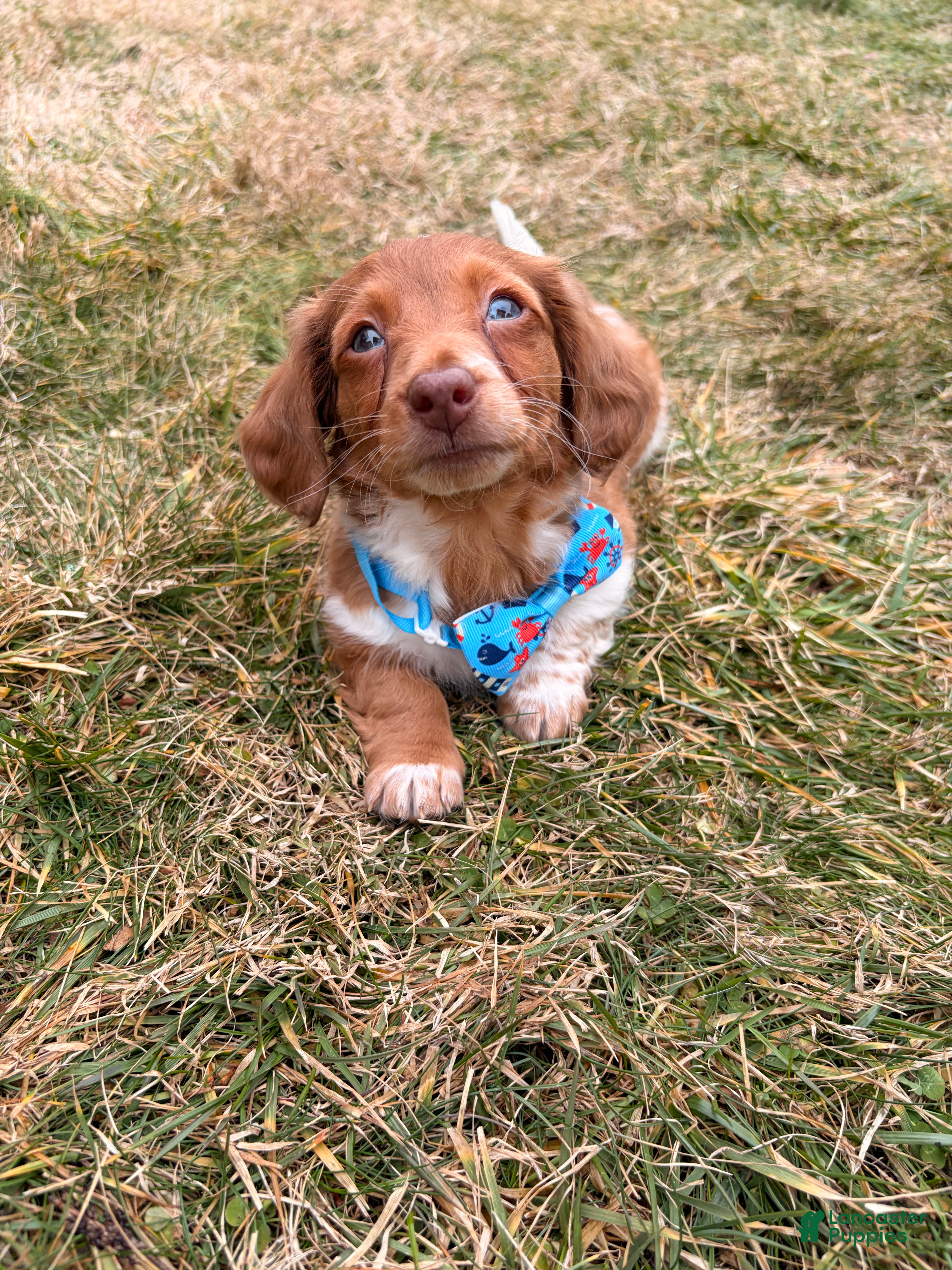 Miniature Dachshund dogs Sunny - Ad 1