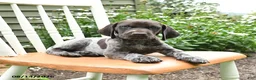 German Shorthaired Pointer dogs for sale: Chase - Ad 4