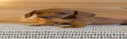 Miniature Dachshund dogs for sale: Honey - Ad 3