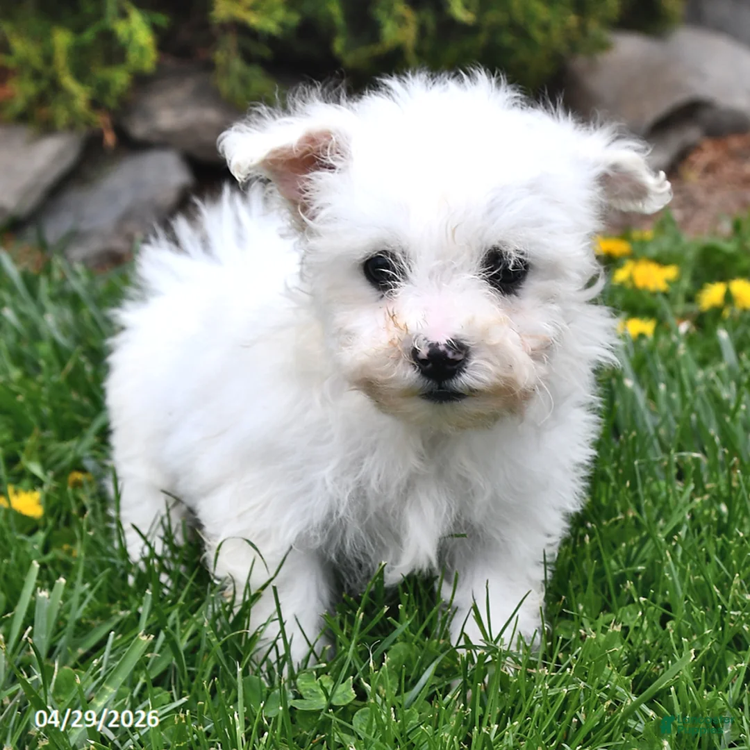 Bichon Frise dogs for sale: Summit - Ad 2