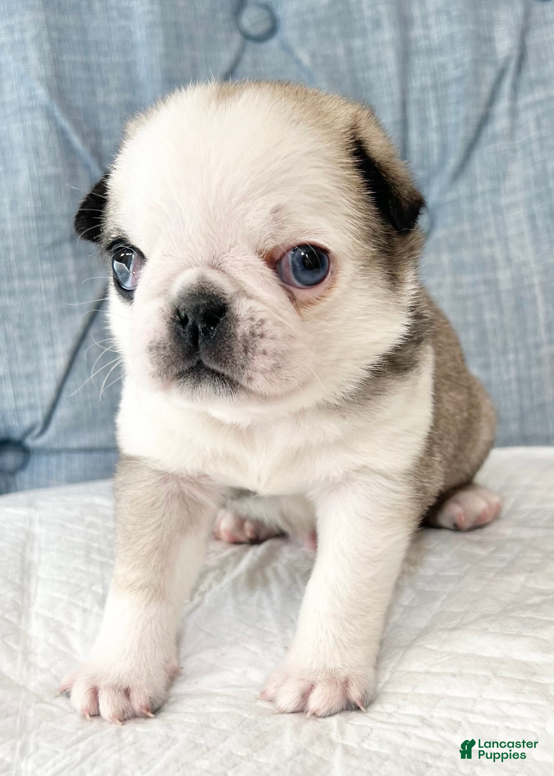 Pug dogs Odd eyed Panda fawn/white male  - Ad 26