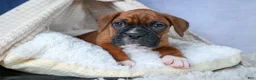 Boxer dogs for sale: Sarge  - Ad 4