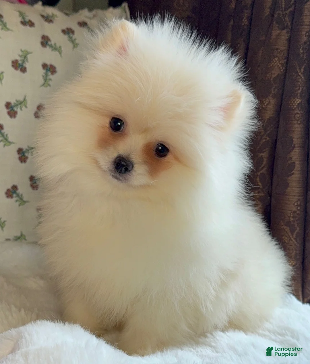 Pomeranian dogs for sale: Pomeranian Puppy Donald - Ad 9