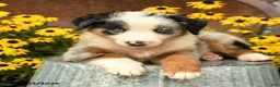 Australian Shepherd dogs for sale: Ferris - Ad 2