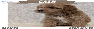 Cash