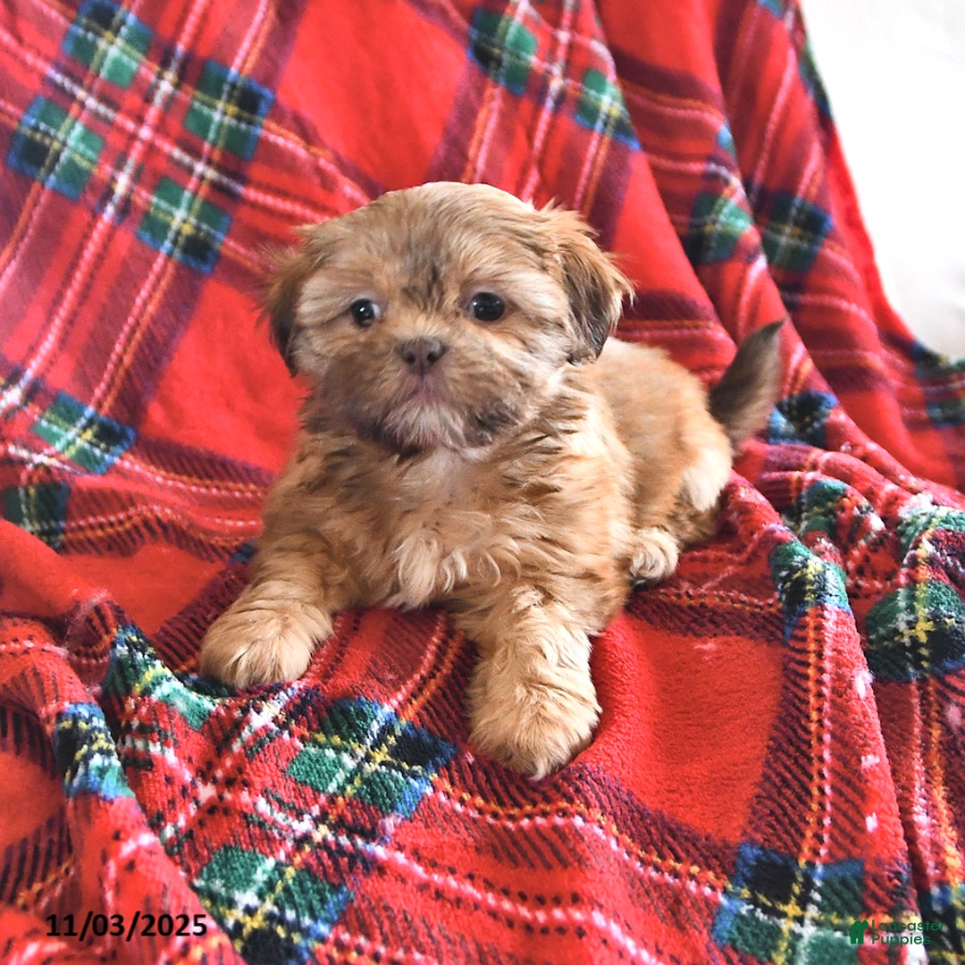 Teddy Bear dogs for sale: Ruth - Ad 4