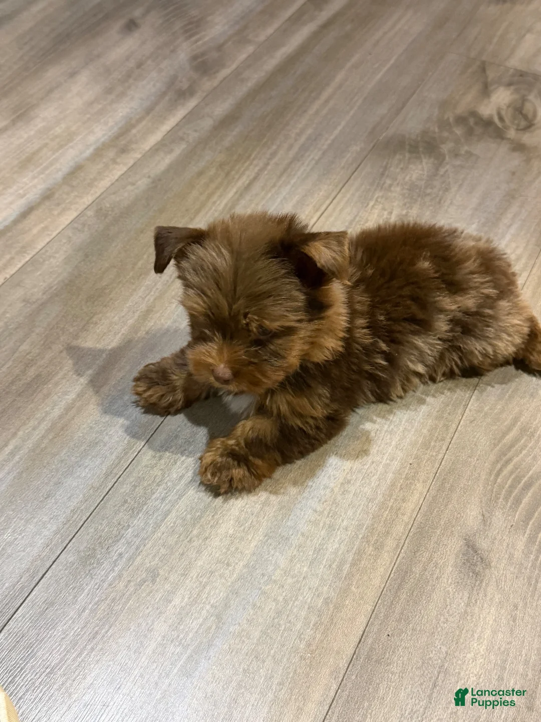 Yorkshire Terrier dogs for sale: Yorkshire Terrier 1 - Ad 2