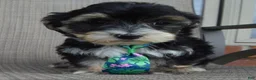 Yorkiepoo dogs for sale: Walter - Ad 13