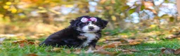 Mini Bernedoodle dogs for sale: Olivia - Ad 2