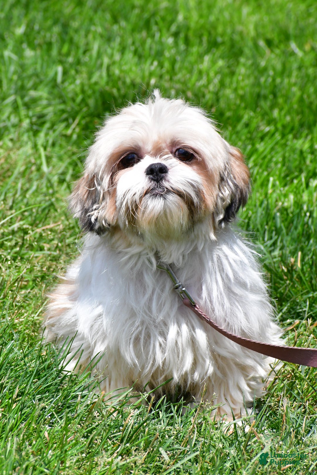 Shih Tzu dogs for sale: Vince - Ad 10