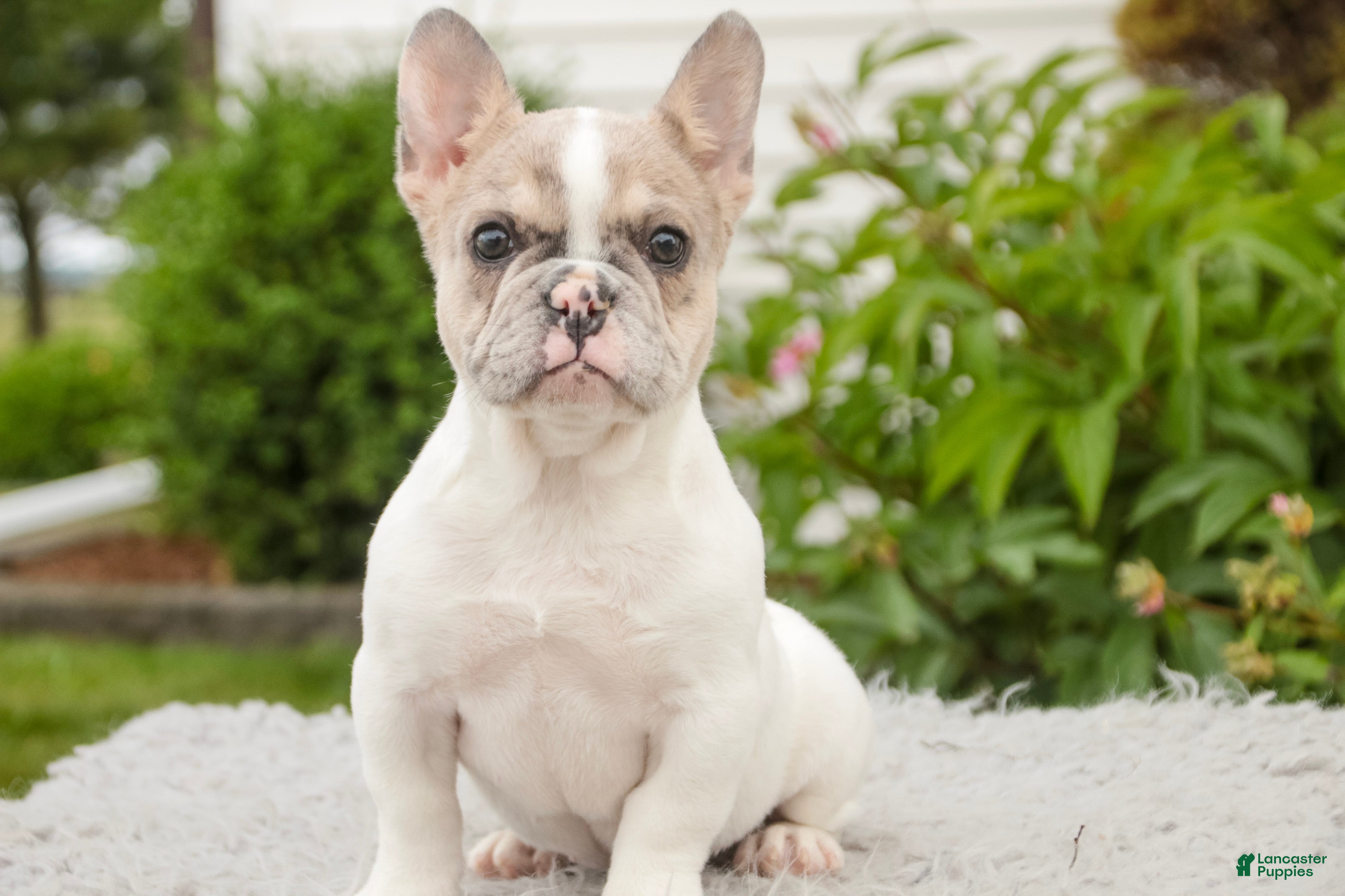 French Bulldog dogs Juliet - Ad 1