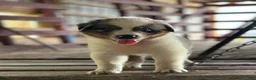 Australian Shepherd dogs for sale: Bear - Ad 9