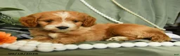 Cockapoo dogs for sale: Forrest - Ad 3