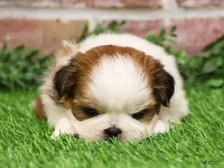 Shih Tzu dogs Dale - Ad 8