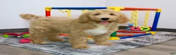 Goldendoodle dogs for sale: Zoe - Ad 3