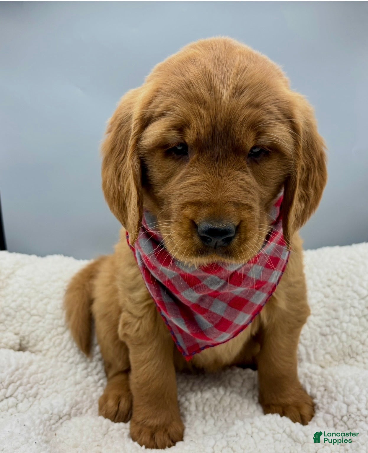 Golden Retriever dogs Golden Retriever Puppy Bell - Ad 35