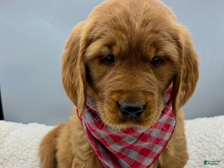 Golden Retriever dogs Golden Retriever Puppy Bell - Ad 35