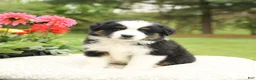 Miniature Australian Shepherd dogs for sale: Sherlock - Ad 1