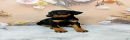 Doberman Pinscher dogs for sale: Poppy - Ad 5