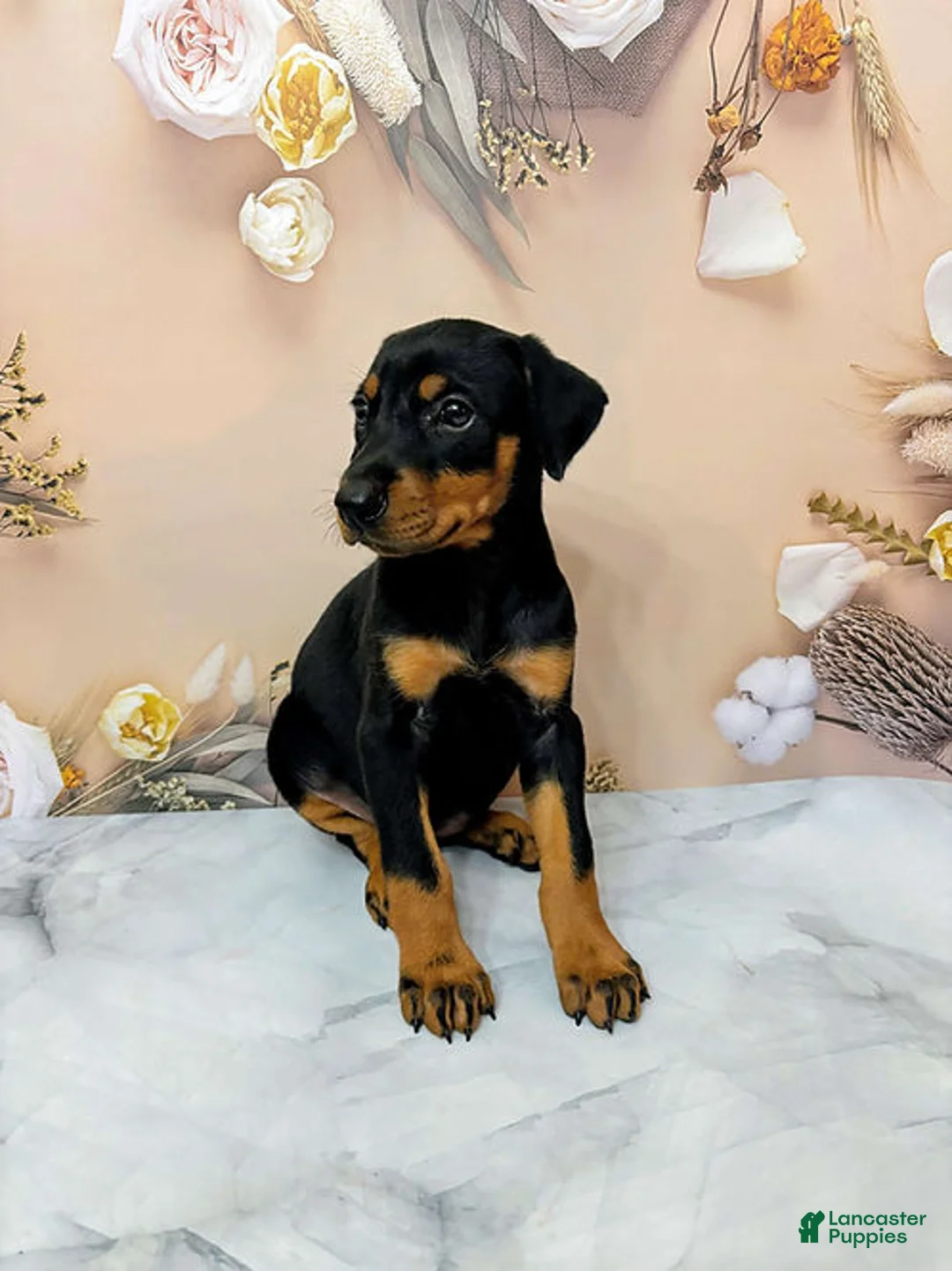 Doberman Pinscher dogs for sale: Poppy - Ad 5