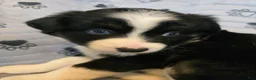 Miniature Australian Shepherd dogs for sale: Miniature Australian Shepherd Puppy 4 - Ad 7