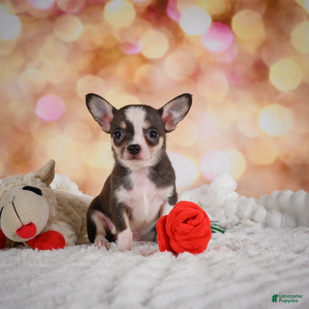 Chihuahua dogs Bailey - Ad 2