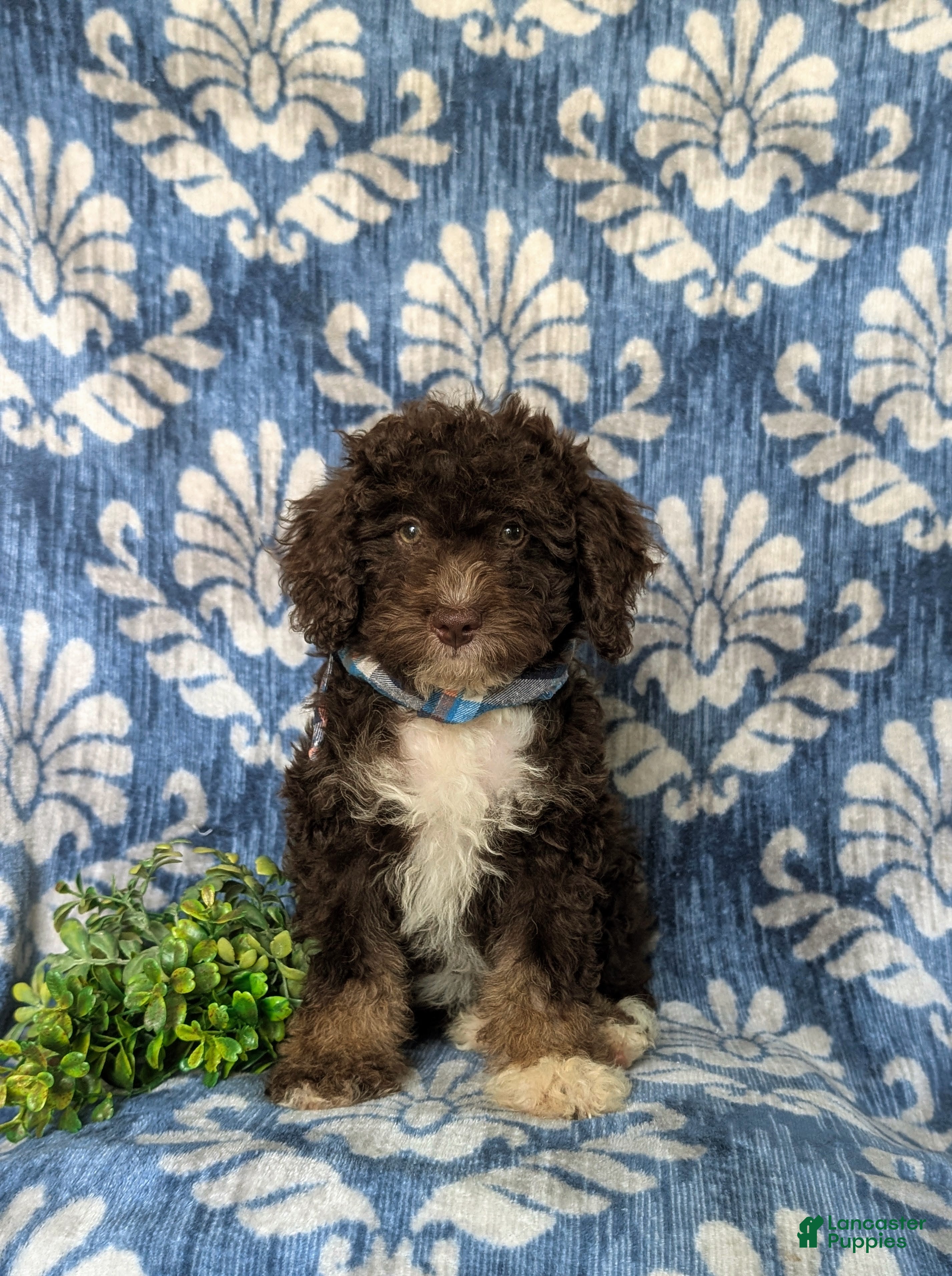 Mini Bernedoodle dogs Quenton Hypoallergenic - Ad 2