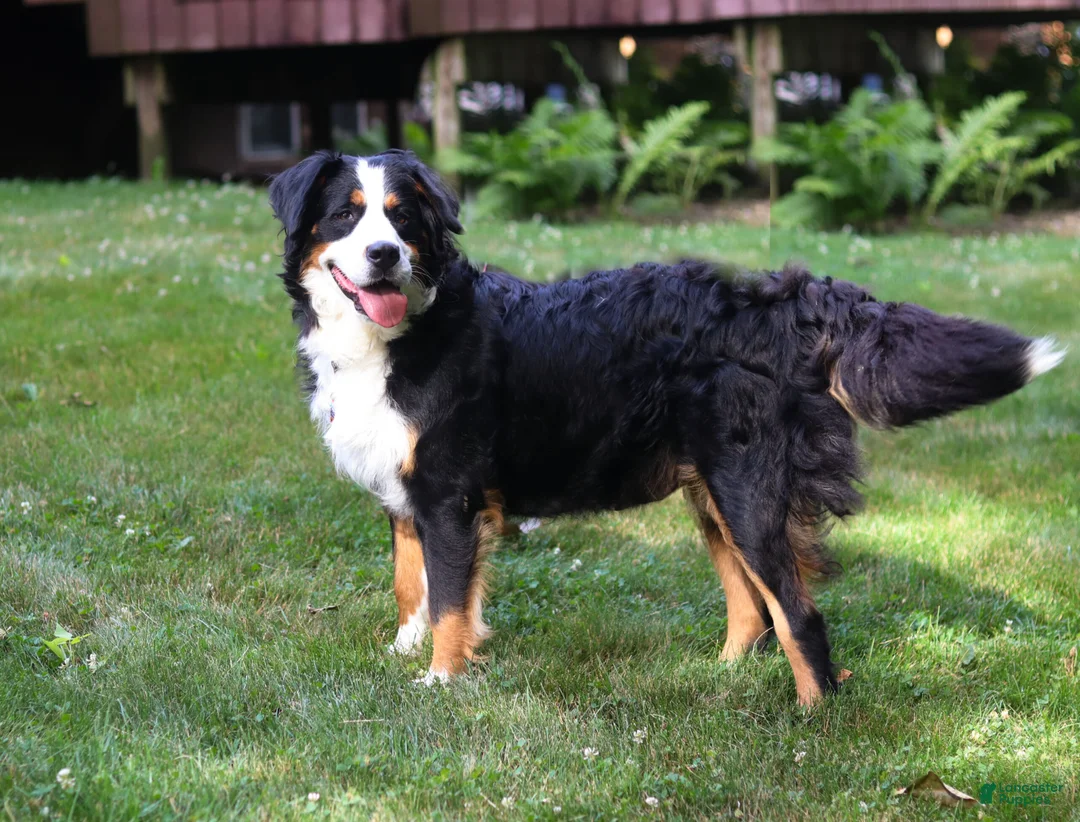 Bernedoodle dogs for sale: Parker - Ad 4