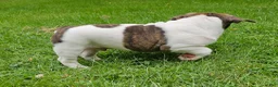 Mixed Breed dogs for sale: Rollo Tubby - Ad 3