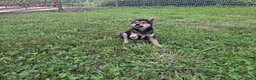 Shiba Inu dogs for sale: Randy - Ad 6