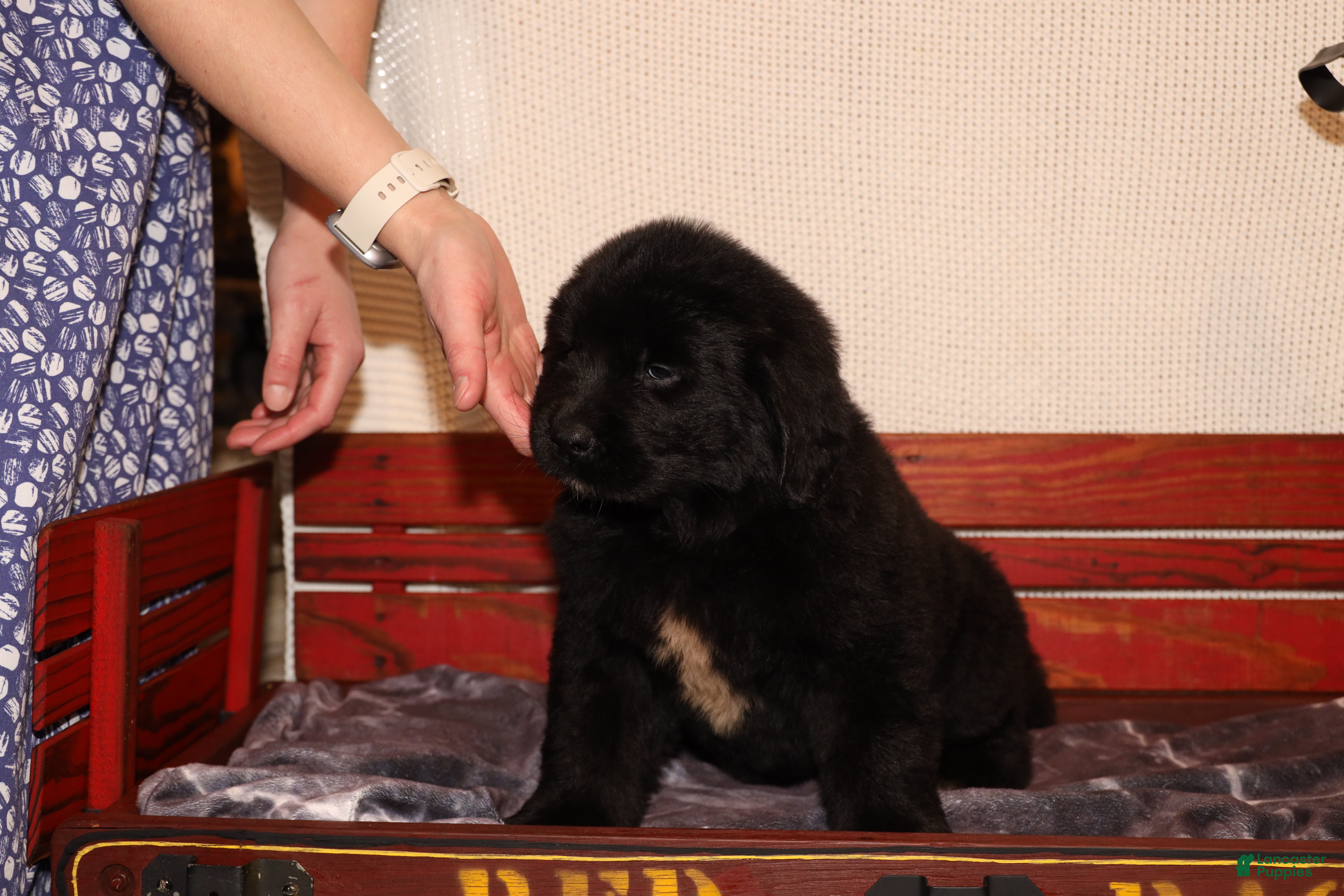 Newfoundland dogs Storm - Ad 2