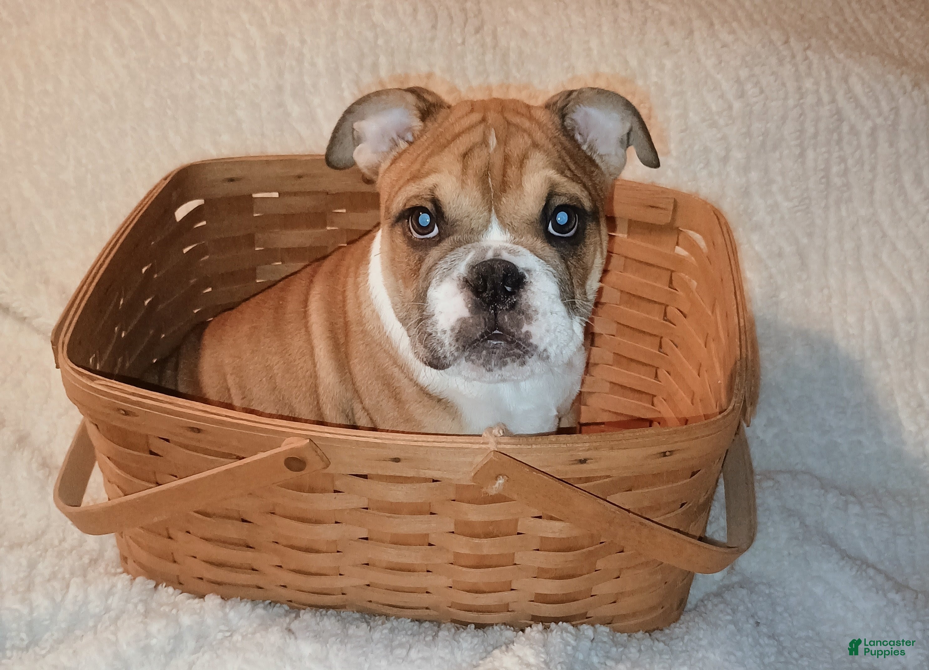 English Bulldog dogs English Bulldog Puppy 2 - Ad 2