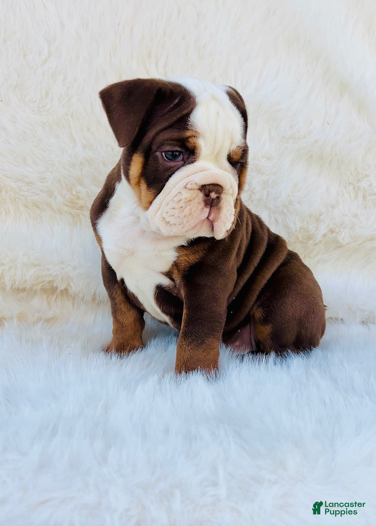 English Bulldog dogs English Bulldog Puppy 2 - Ad 36