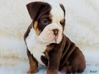 English Bulldog dogs English Bulldog Puppy 2 - Ad 20