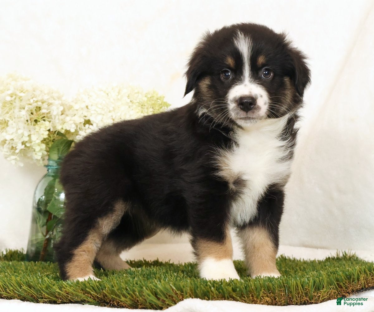 Miniature Australian Shepherd dogs Lily - Ad 2