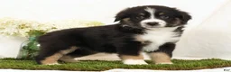 Miniature Australian Shepherd dogs for sale: Lily - Ad 2