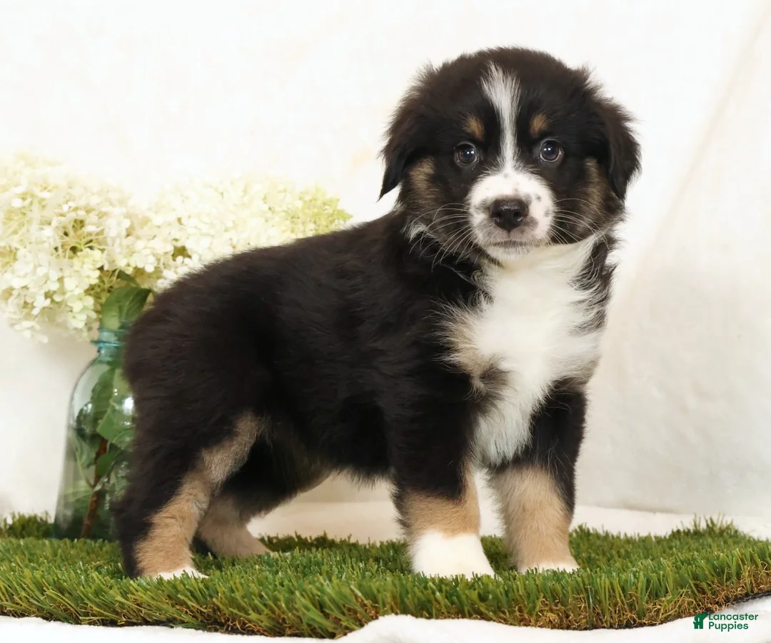 Miniature Australian Shepherd dogs for sale: Lily - Ad 2