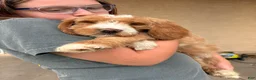 Goldendoodle dogs for sale: Goldendoodle Male - Ad 5
