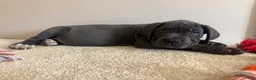 Cane Corso dogs for sale: Roxie  - Ad 4