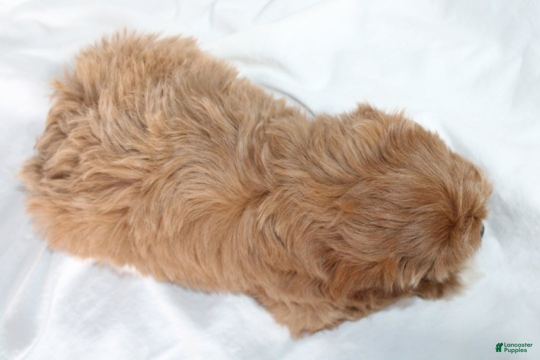 Mixed Breed dogs for sale: CavaPooChon female - JELLY BEAN - Ad 3