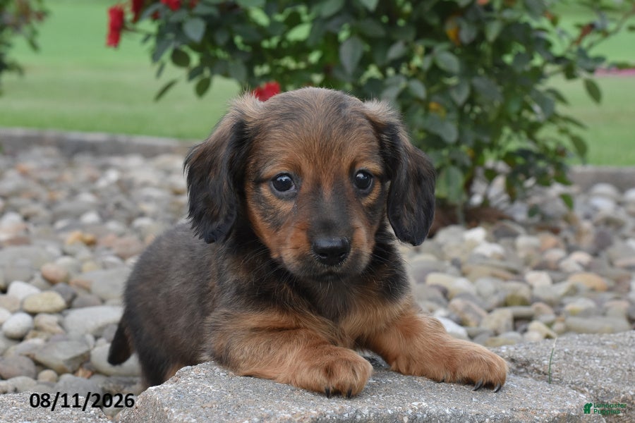 Miniature Dachshund dogs Cam  - Ad 2