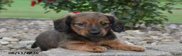 Miniature Dachshund dogs for sale: Cam  - Ad 2